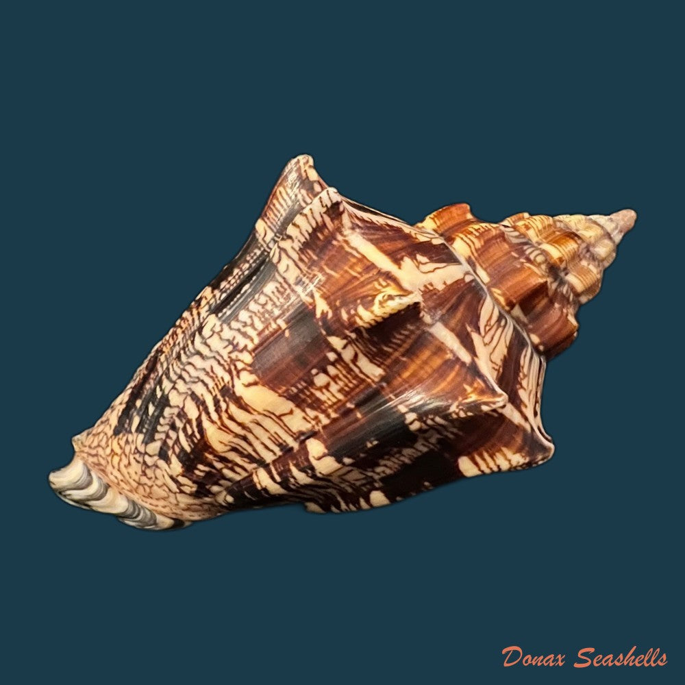 copia-de-voluta-ebraea-linnaeus-1758-143-7mm