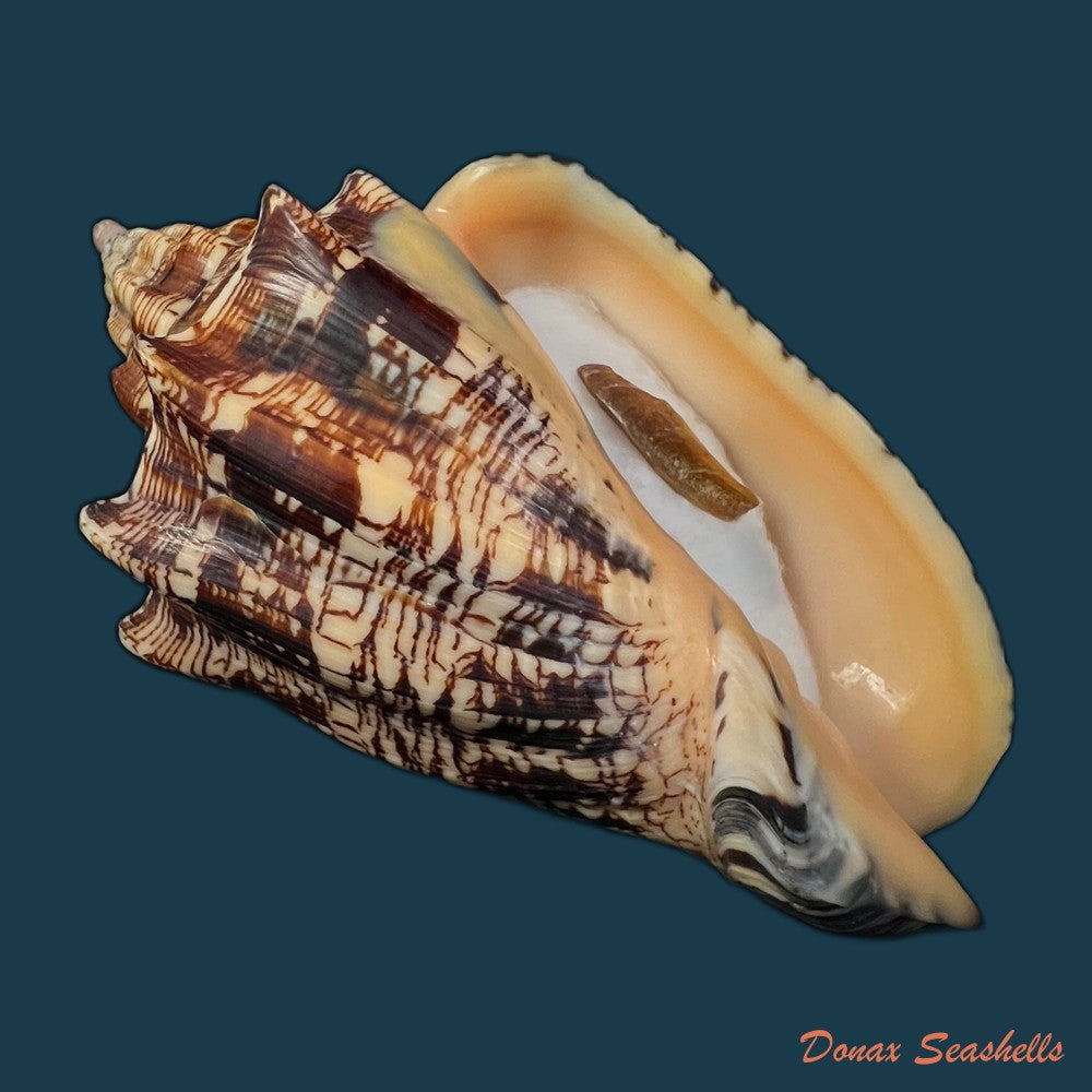 copia-de-voluta-ebraea-linnaeus-1758-143-7mm