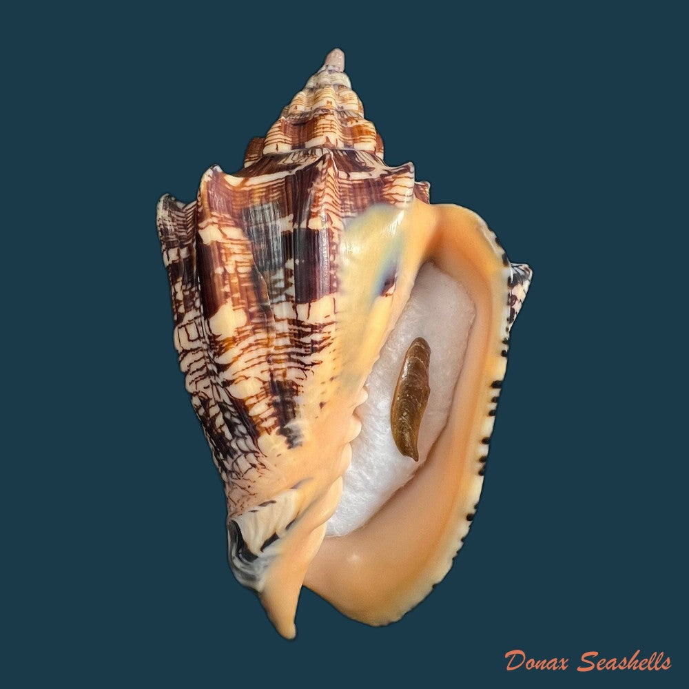 copia-de-voluta-ebraea-linnaeus-1758-143-7mm