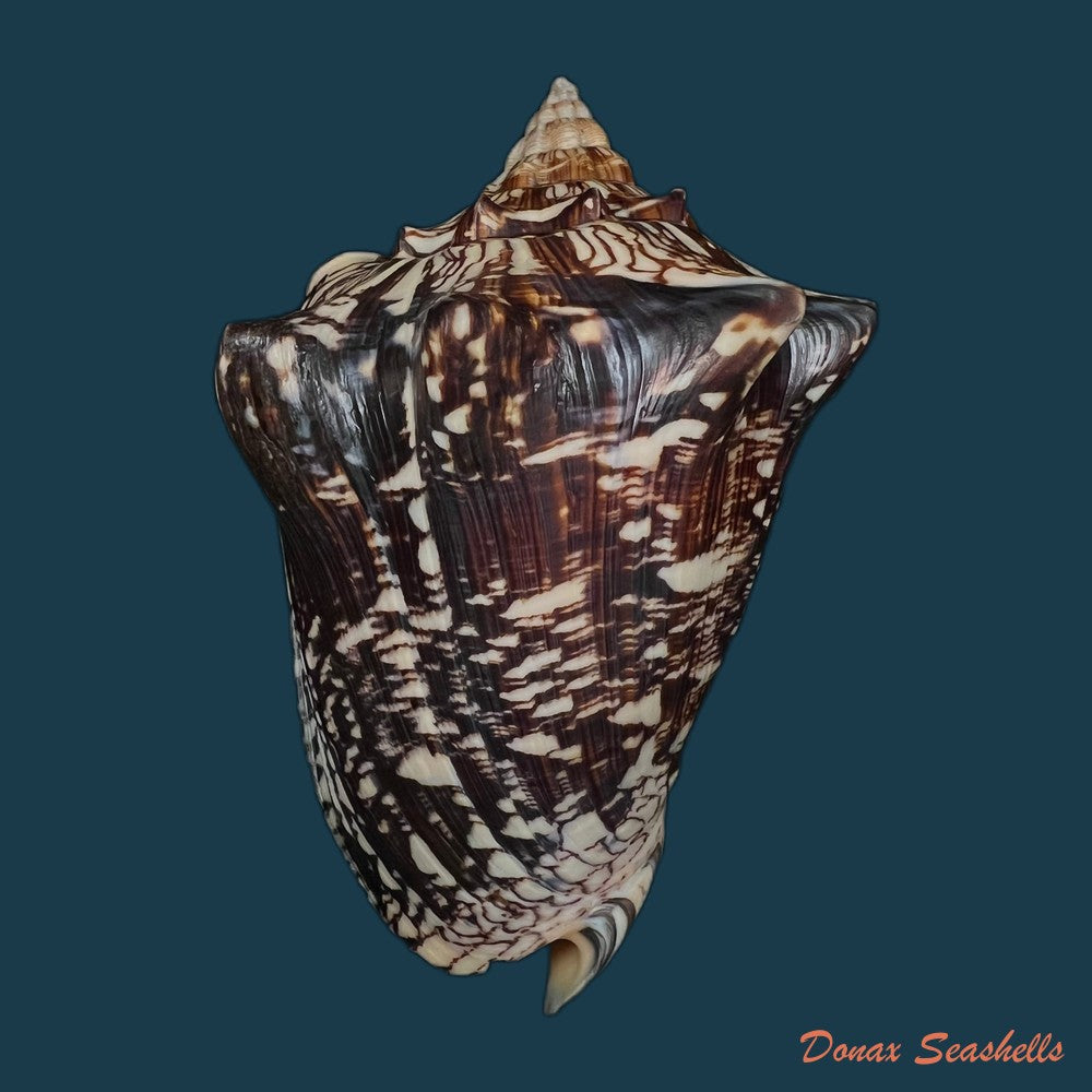 copia-de-voluta-ebraea-linnaeus-1758-148-7mm