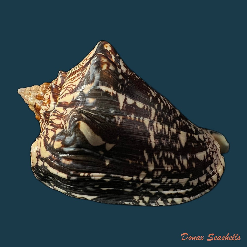 copia-de-voluta-ebraea-linnaeus-1758-148-7mm