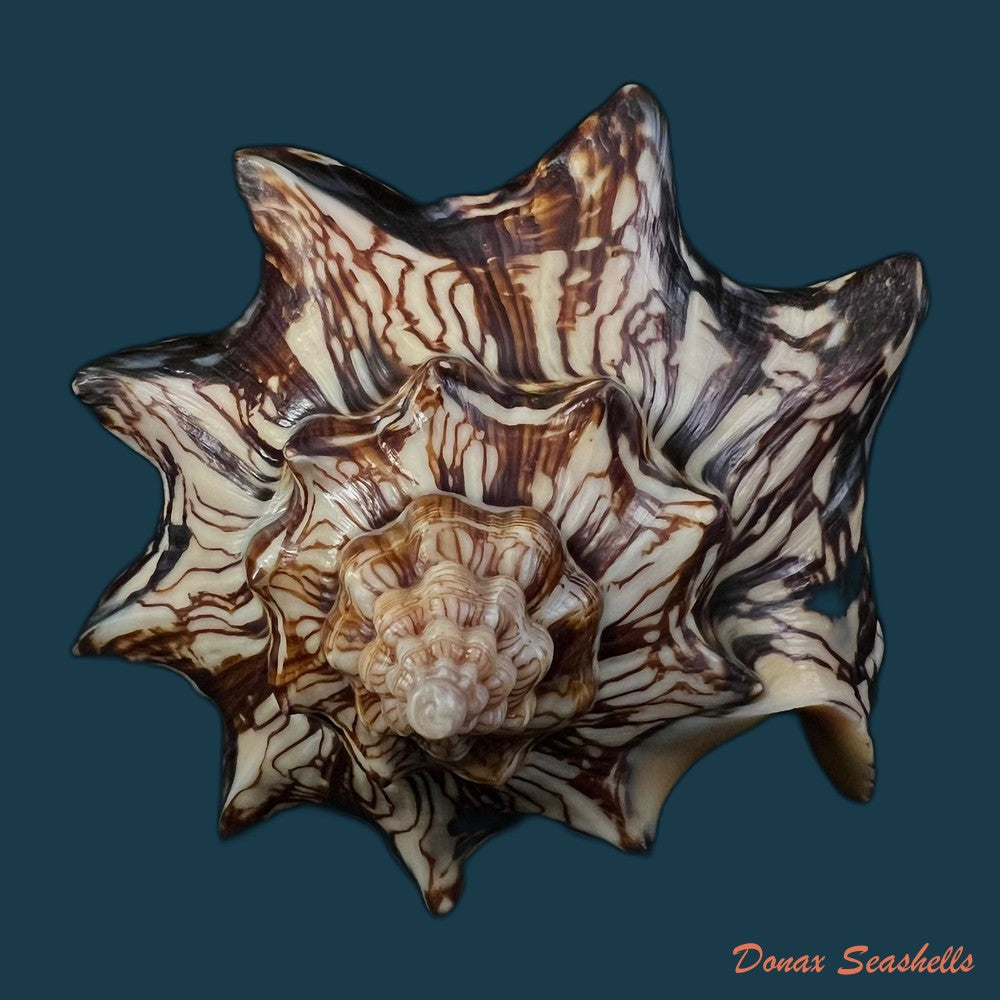 copia-de-voluta-ebraea-linnaeus-1758-148-7mm