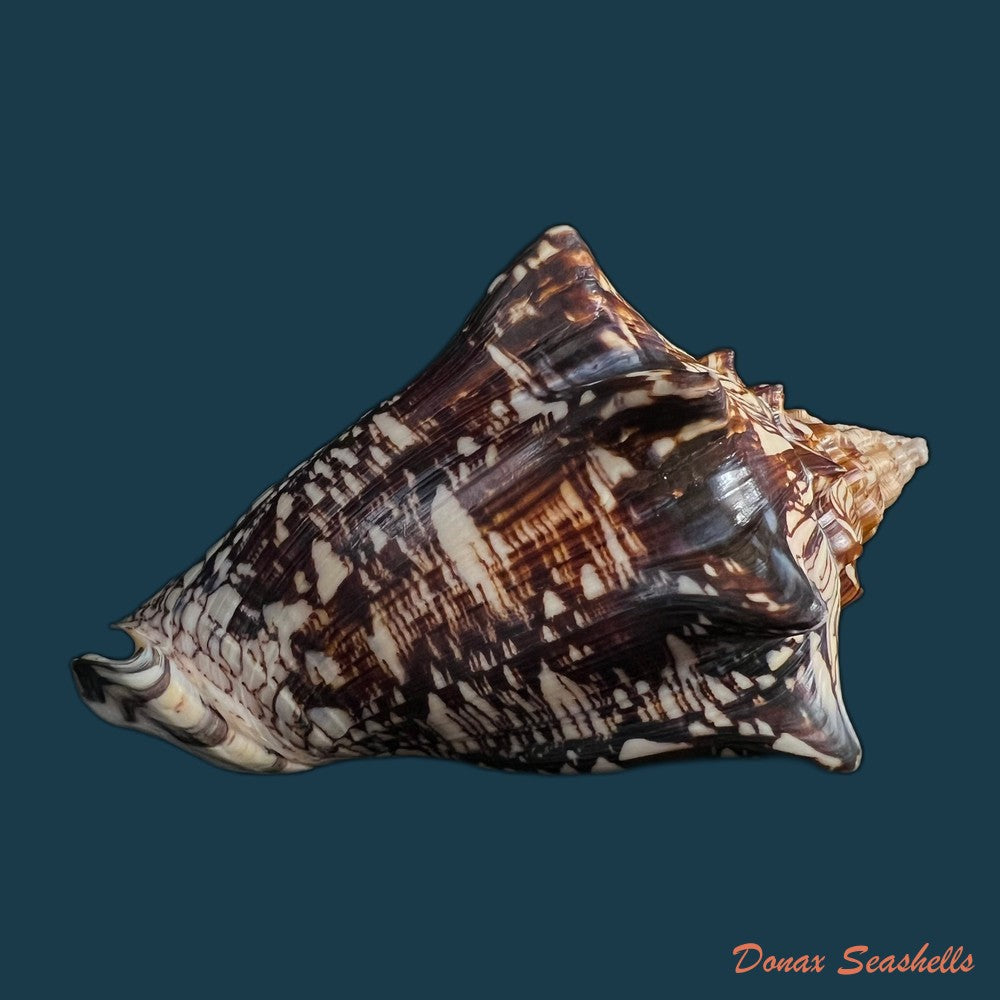 copia-de-voluta-ebraea-linnaeus-1758-148-7mm