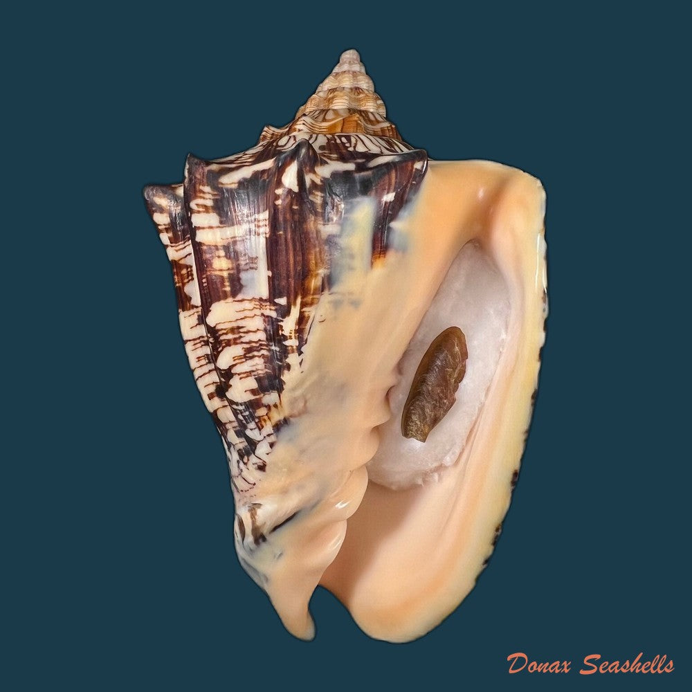 copia-de-voluta-ebraea-linnaeus-1758-148-7mm
