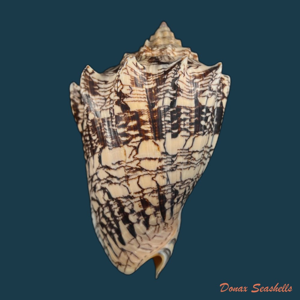 copia-de-voluta-ebraea-linnaeus-1758-149mm