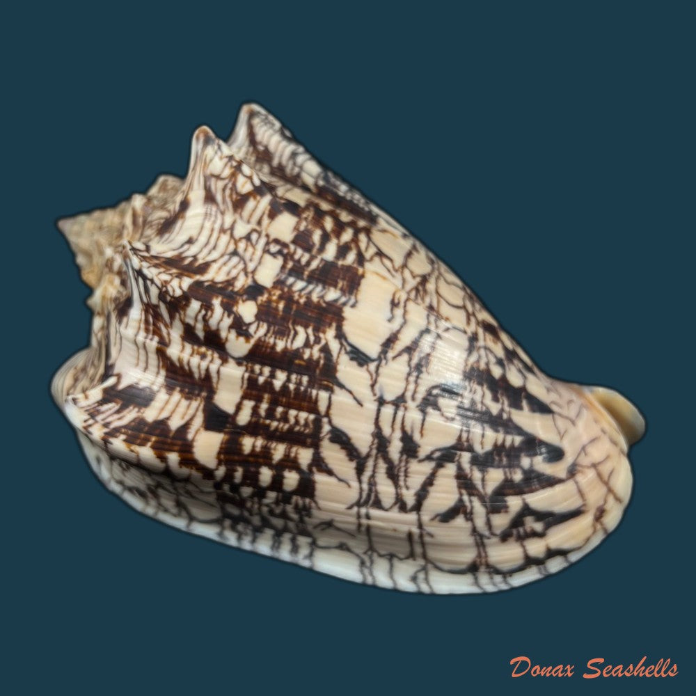 copia-de-voluta-ebraea-linnaeus-1758-149mm