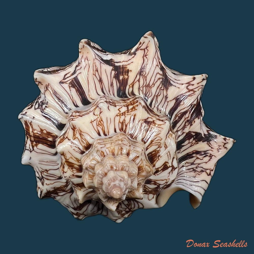 copia-de-voluta-ebraea-linnaeus-1758-149mm