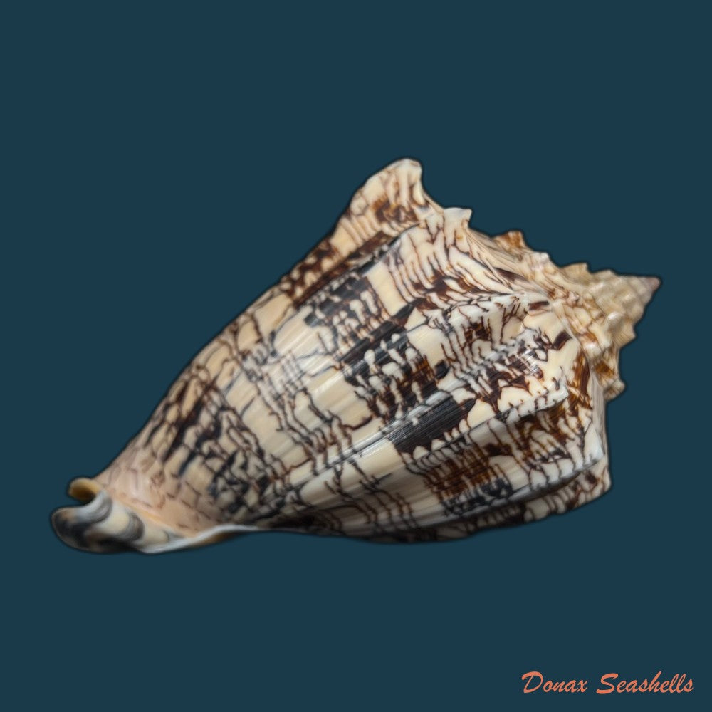 copia-de-voluta-ebraea-linnaeus-1758-149mm