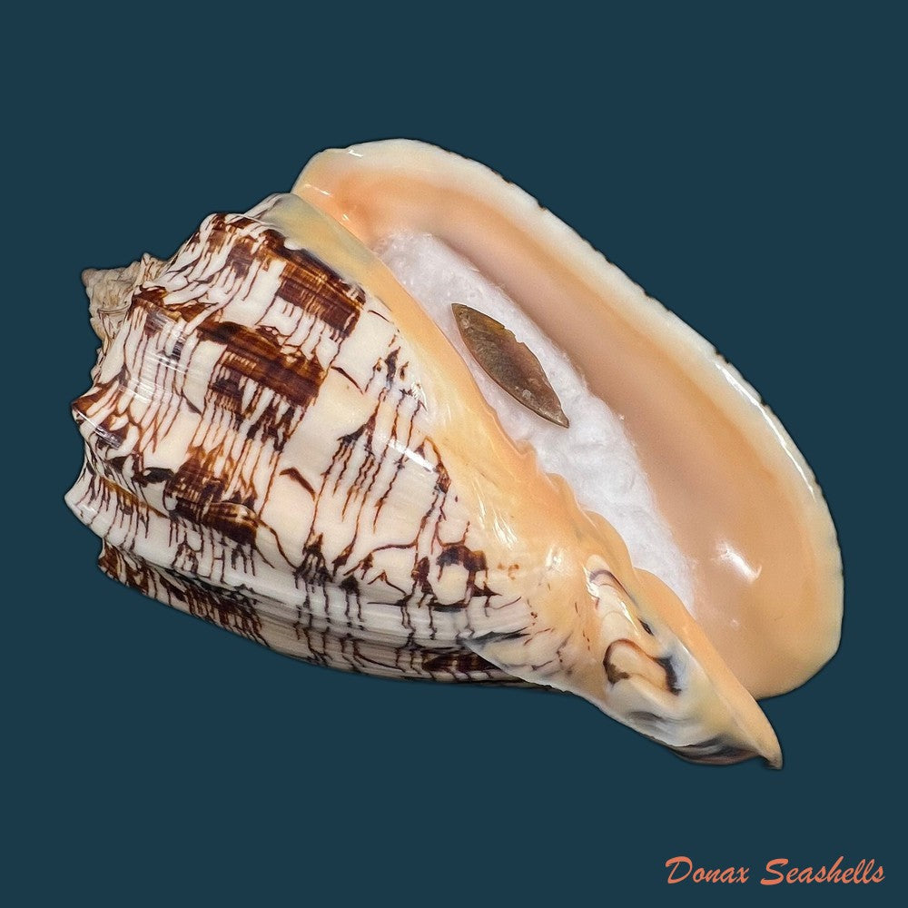 copia-de-voluta-ebraea-linnaeus-1758-149mm