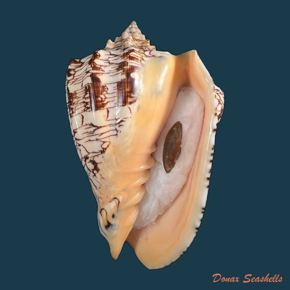 copia-de-voluta-ebraea-linnaeus-1758-149mm
