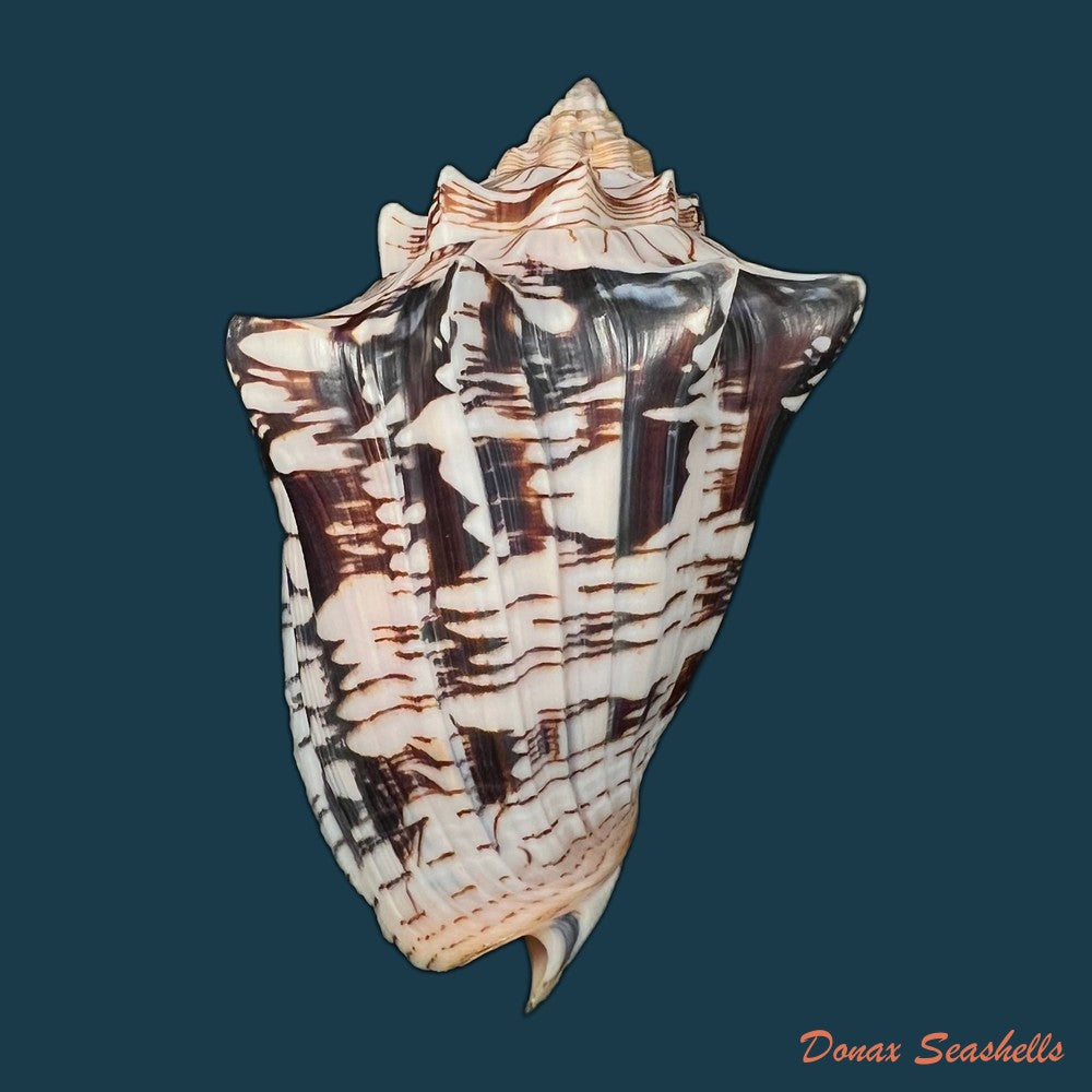 copia-de-voluta-ebraea-linnaeus-1758-152-9mm
