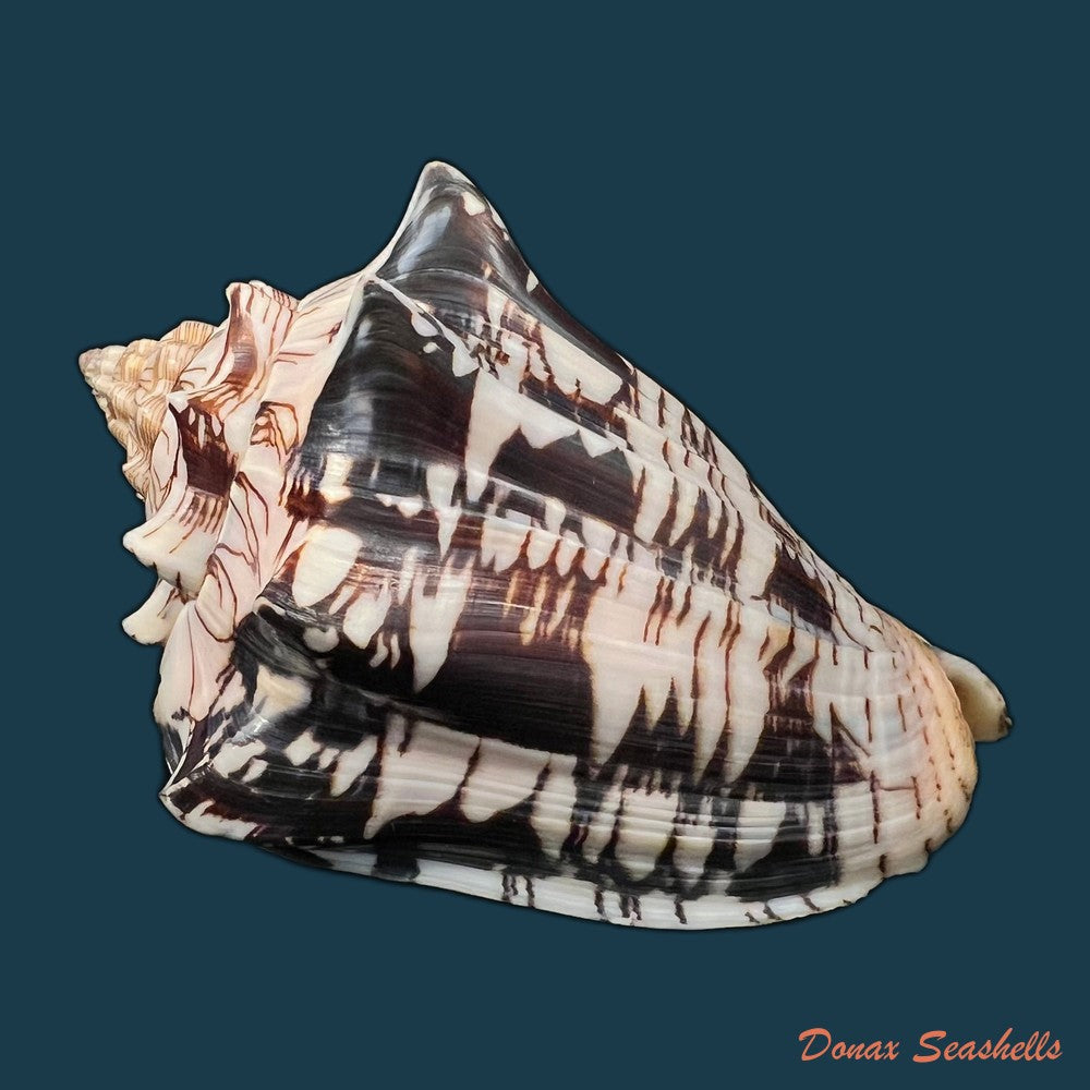 copia-de-voluta-ebraea-linnaeus-1758-152-9mm