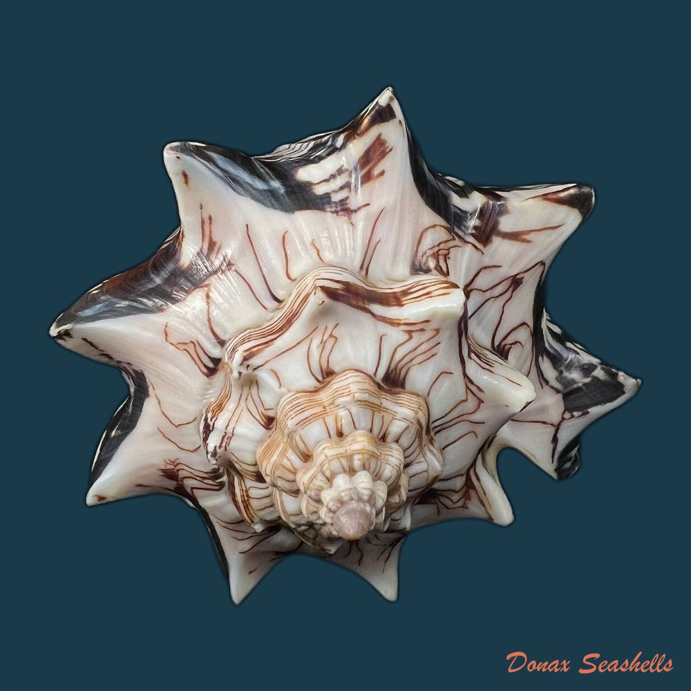 copia-de-voluta-ebraea-linnaeus-1758-152-9mm