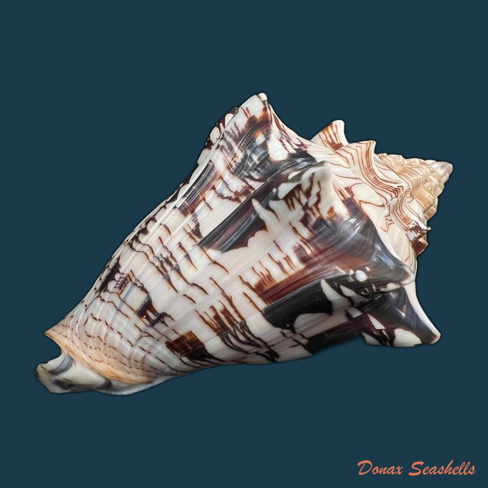 copia-de-voluta-ebraea-linnaeus-1758-152-9mm