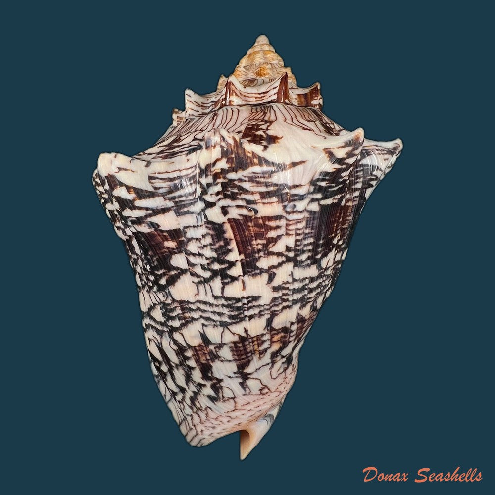 copia-de-voluta-ebraea-linnaeus-1758-161-1mm