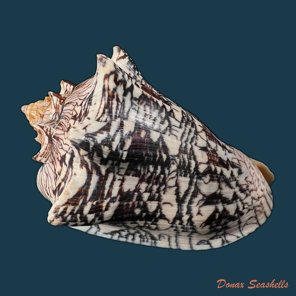 copia-de-voluta-ebraea-linnaeus-1758-161-1mm