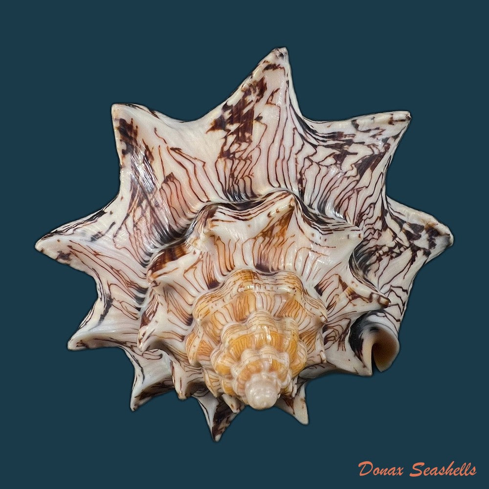 copia-de-voluta-ebraea-linnaeus-1758-161-1mm