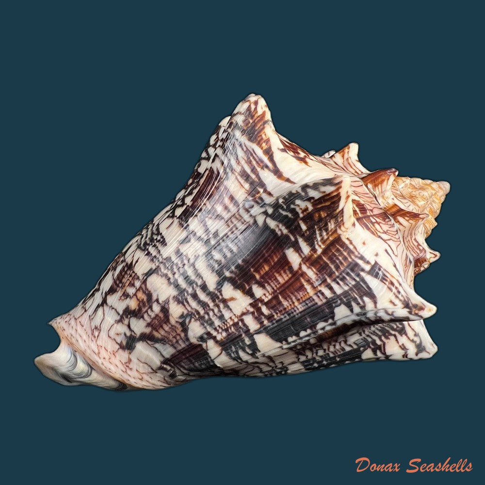 copia-de-voluta-ebraea-linnaeus-1758-161-1mm