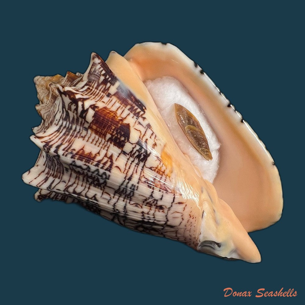 copia-de-voluta-ebraea-linnaeus-1758-161-1mm