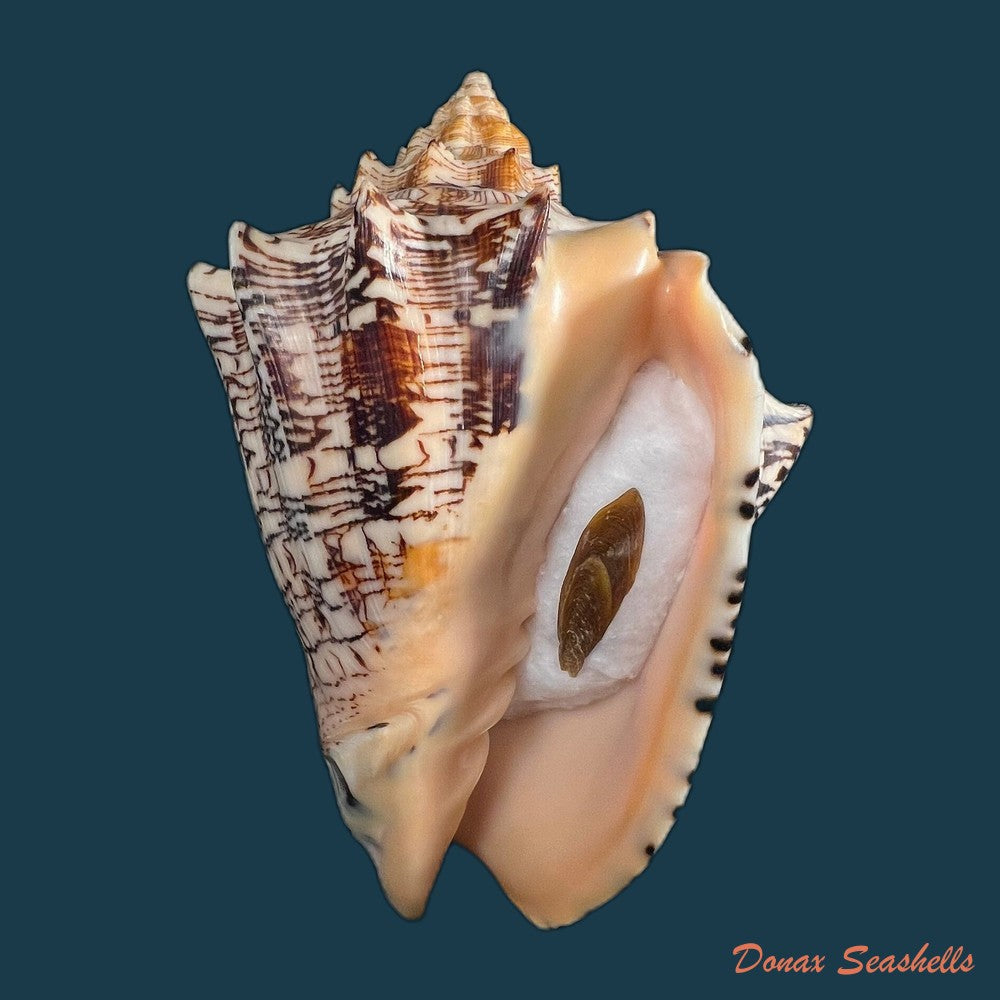copia-de-voluta-ebraea-linnaeus-1758-161-1mm