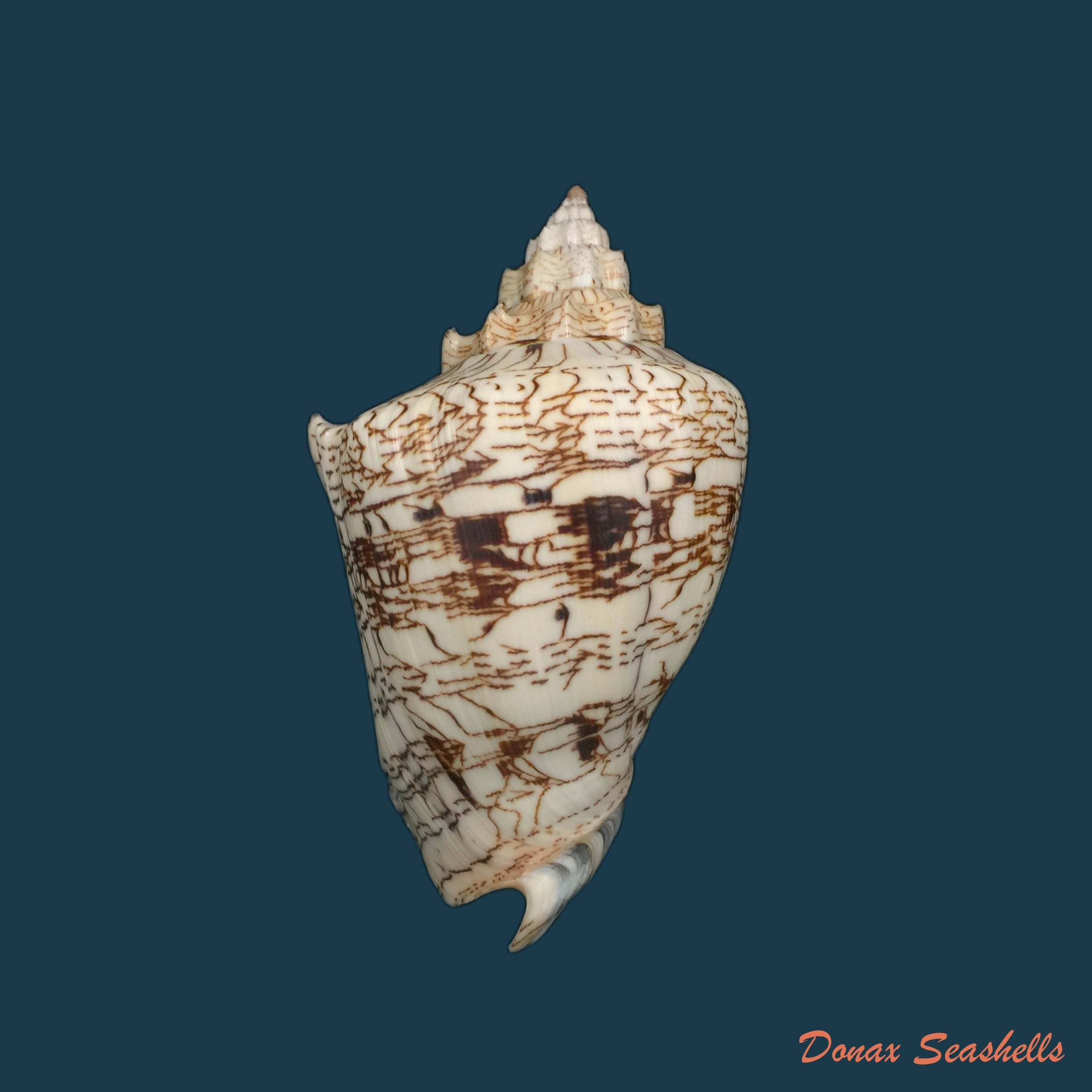 copia-de-voluta-ebraea-linnaeus-1758-173-7mm-1