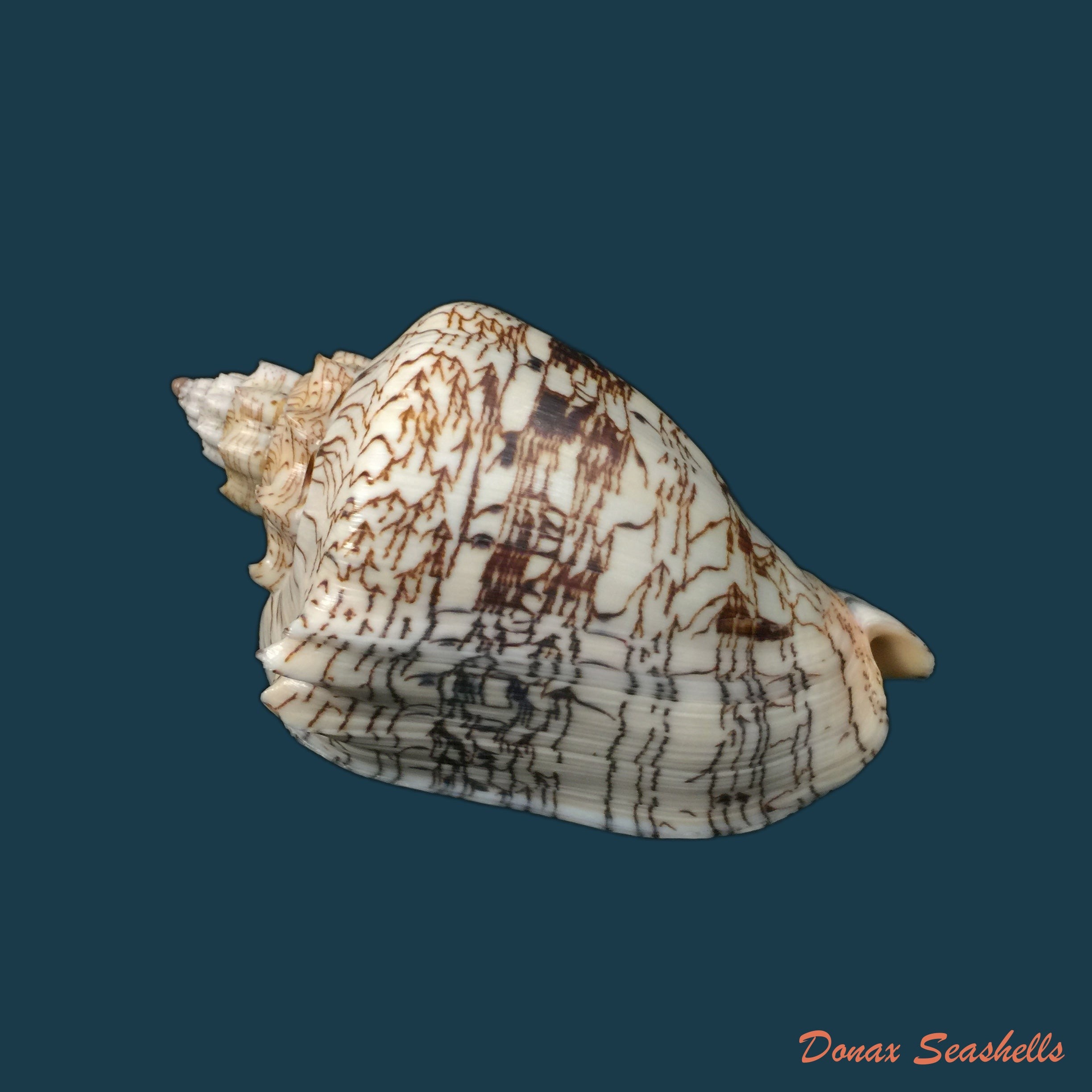 copia-de-voluta-ebraea-linnaeus-1758-173-7mm-1