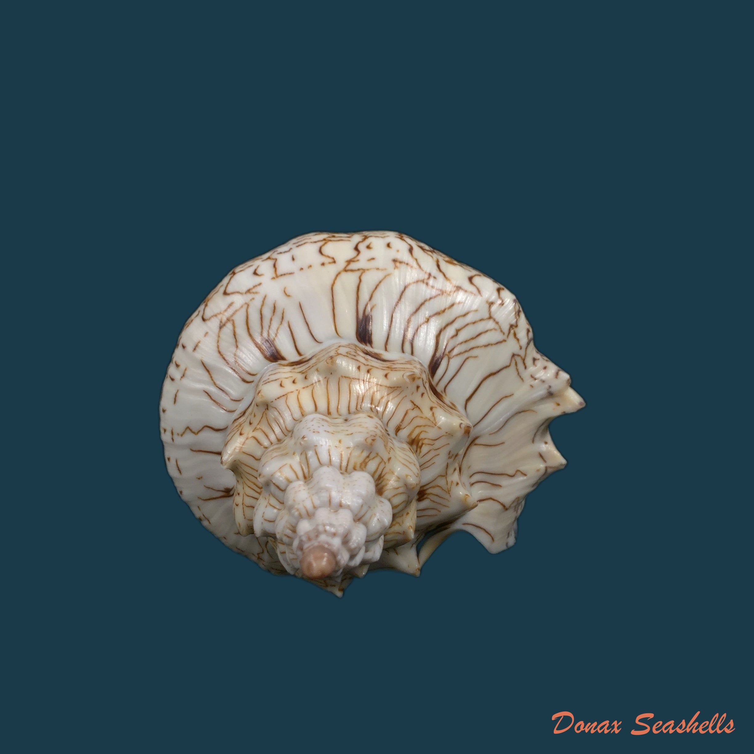 copia-de-voluta-ebraea-linnaeus-1758-173-7mm-1