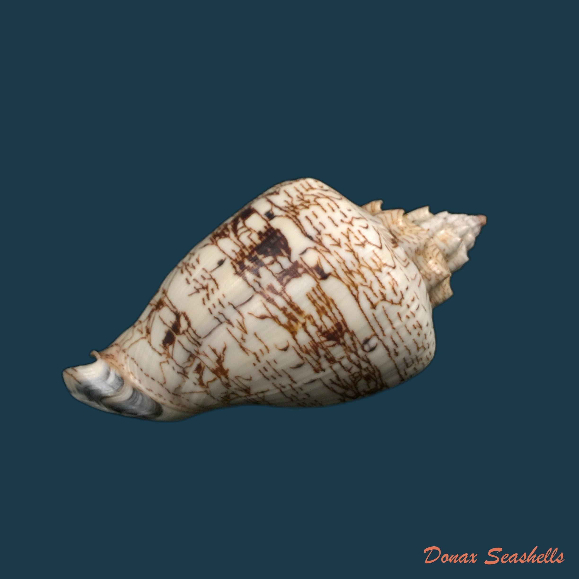 copia-de-voluta-ebraea-linnaeus-1758-173-7mm-1