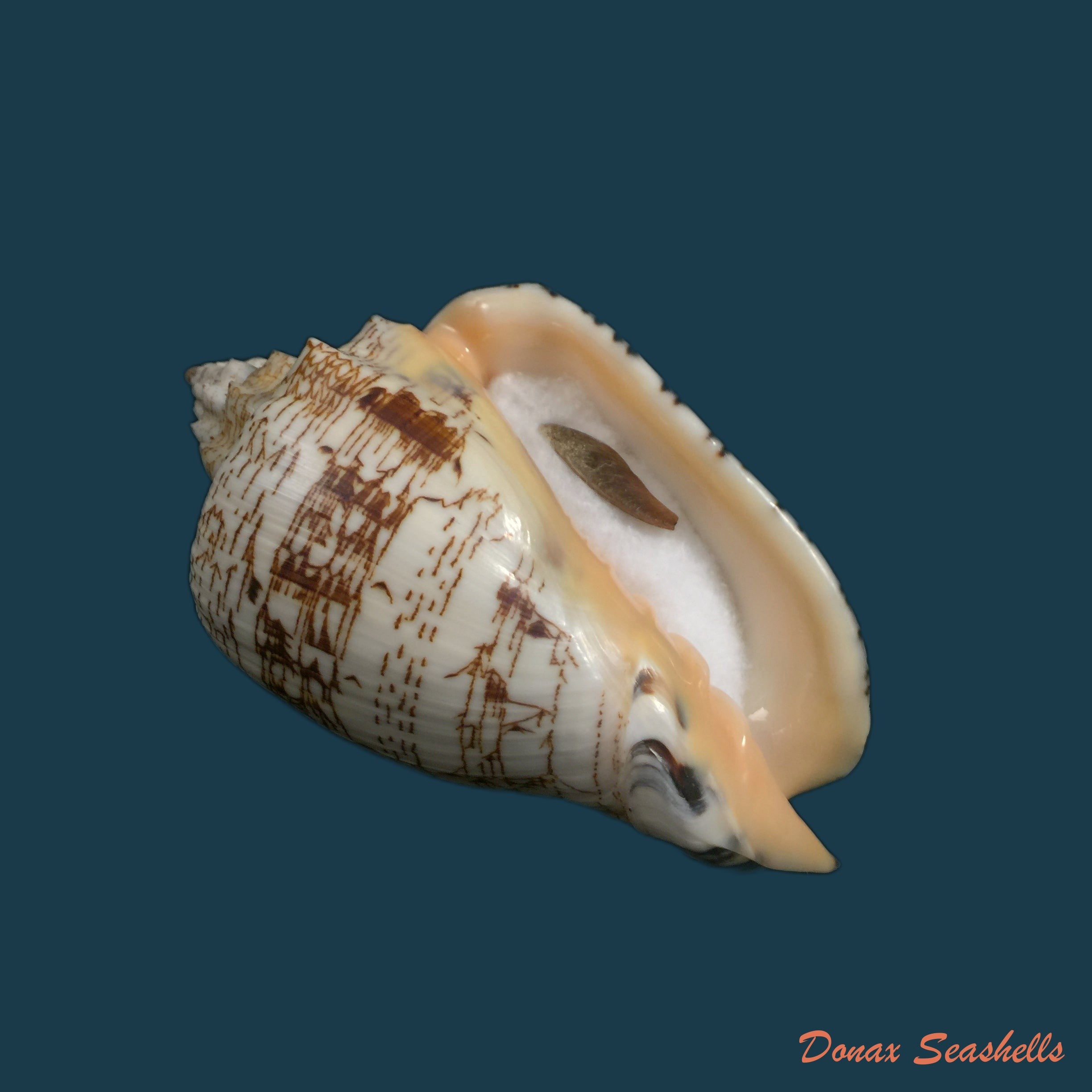 copia-de-voluta-ebraea-linnaeus-1758-173-7mm-1