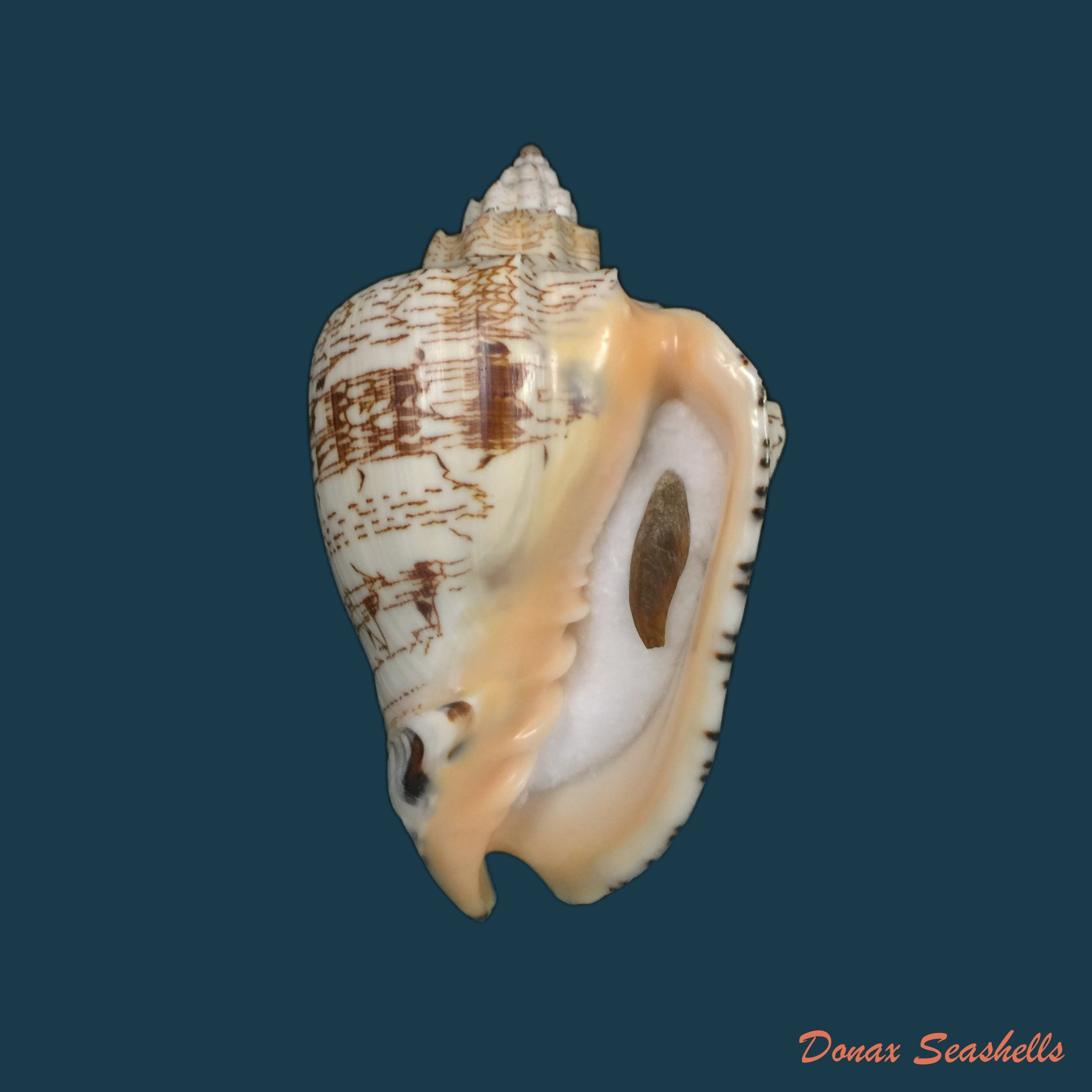 copia-de-voluta-ebraea-linnaeus-1758-173-7mm-1