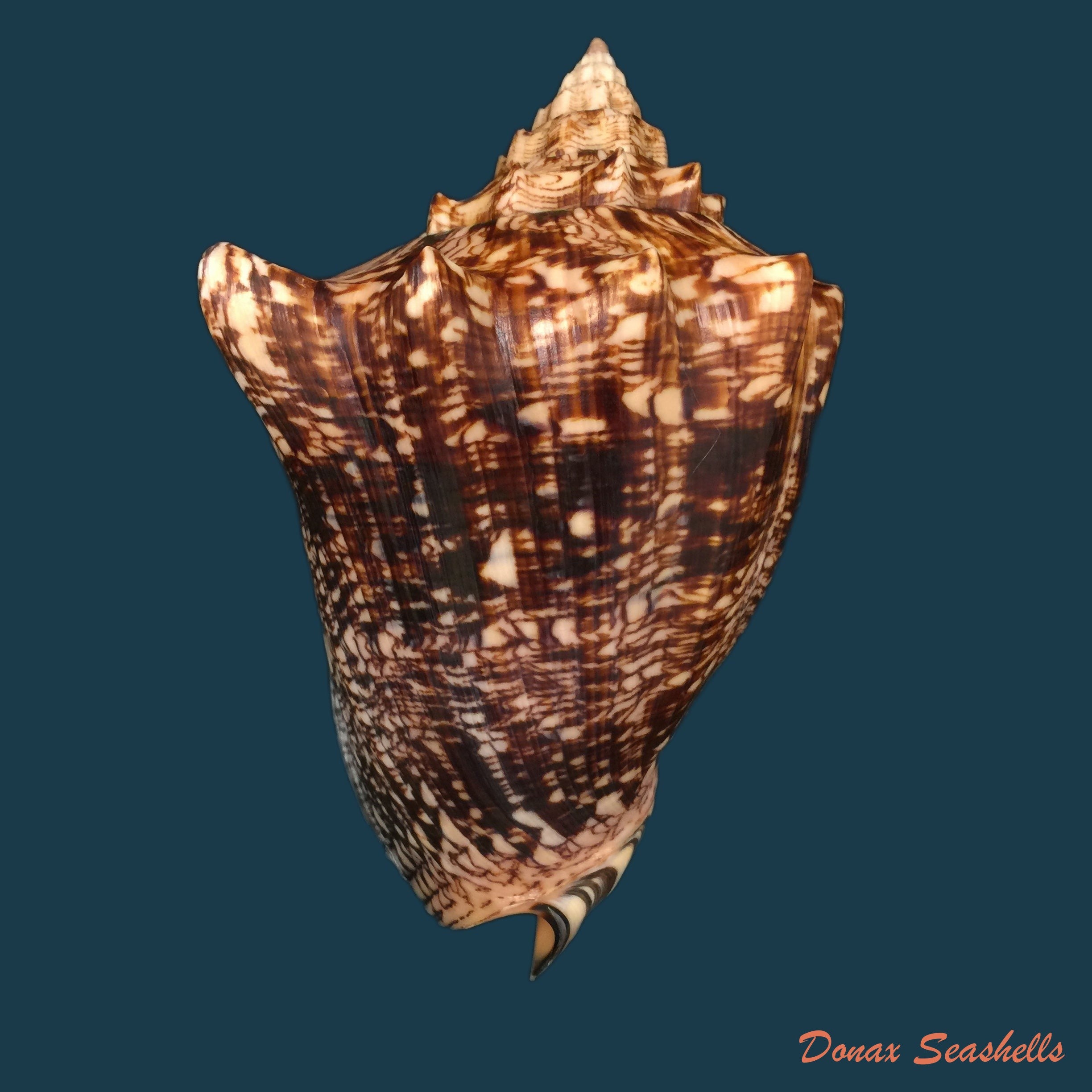 copia-de-voluta-ebraea-linnaeus-1758-183-7mm