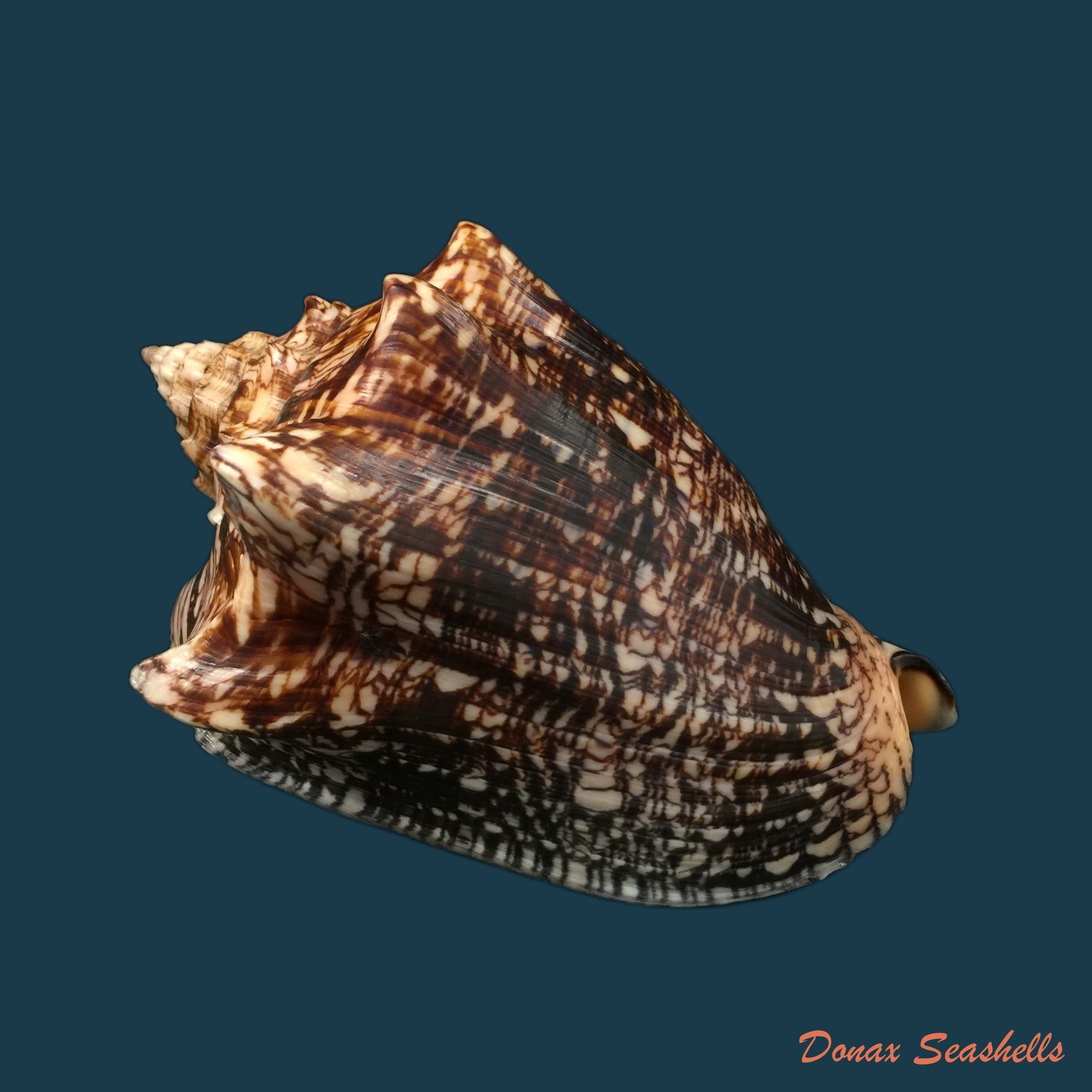 copia-de-voluta-ebraea-linnaeus-1758-183-7mm
