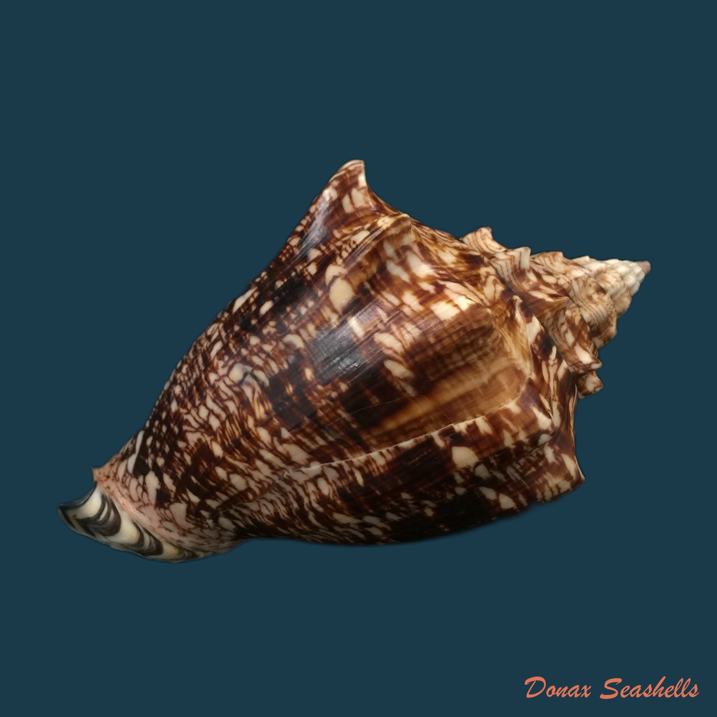 copia-de-voluta-ebraea-linnaeus-1758-183-7mm
