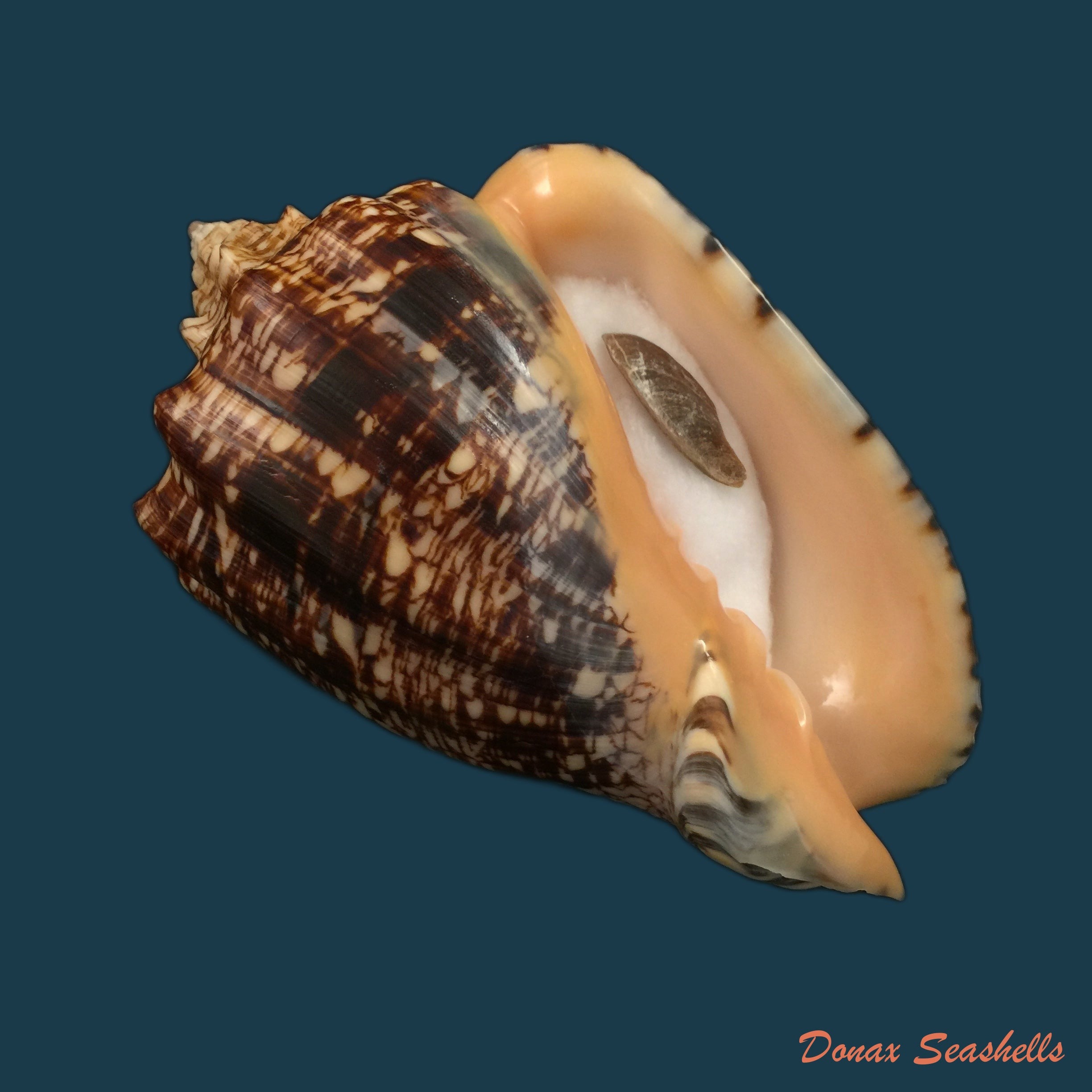 copia-de-voluta-ebraea-linnaeus-1758-183-7mm