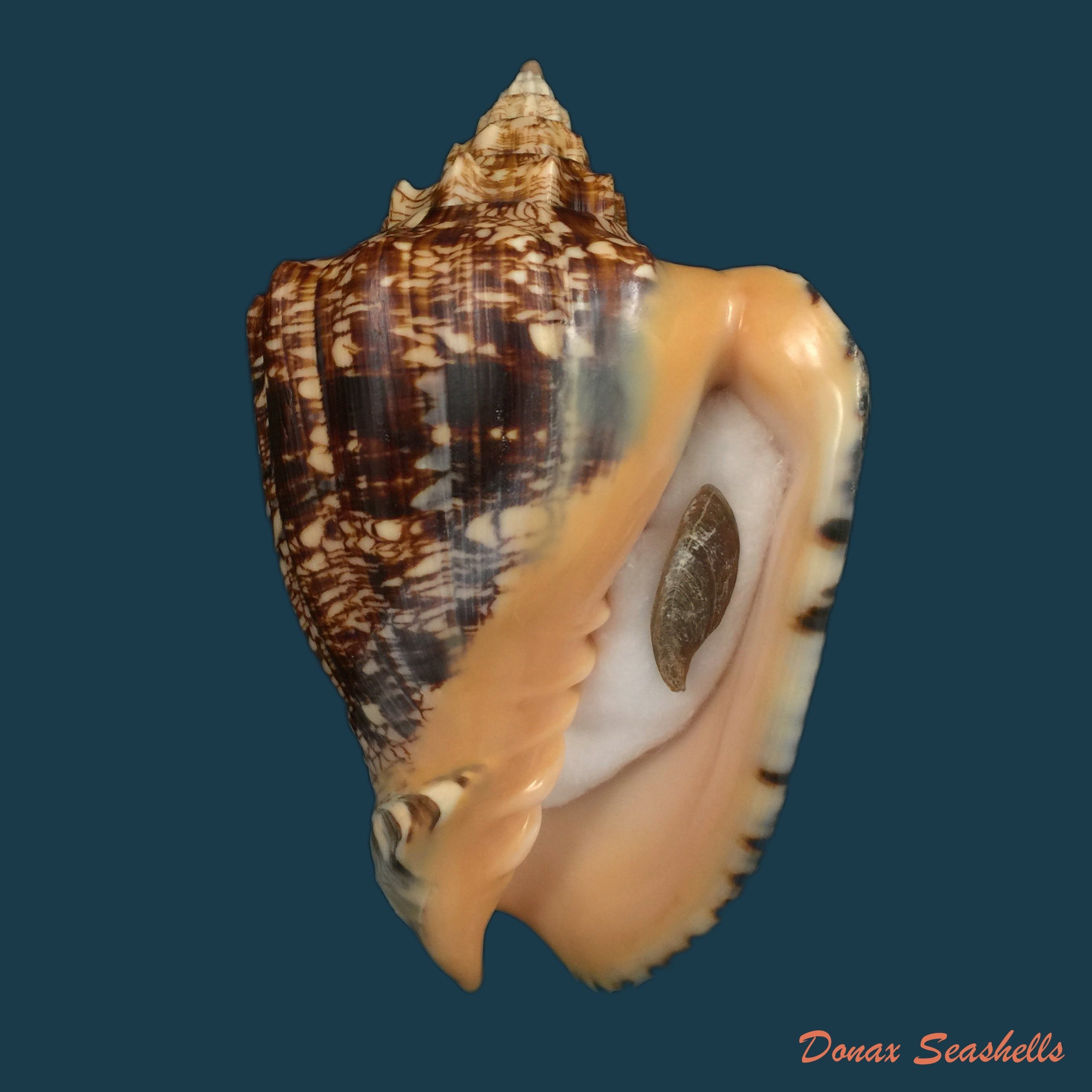 copia-de-voluta-ebraea-linnaeus-1758-183-7mm