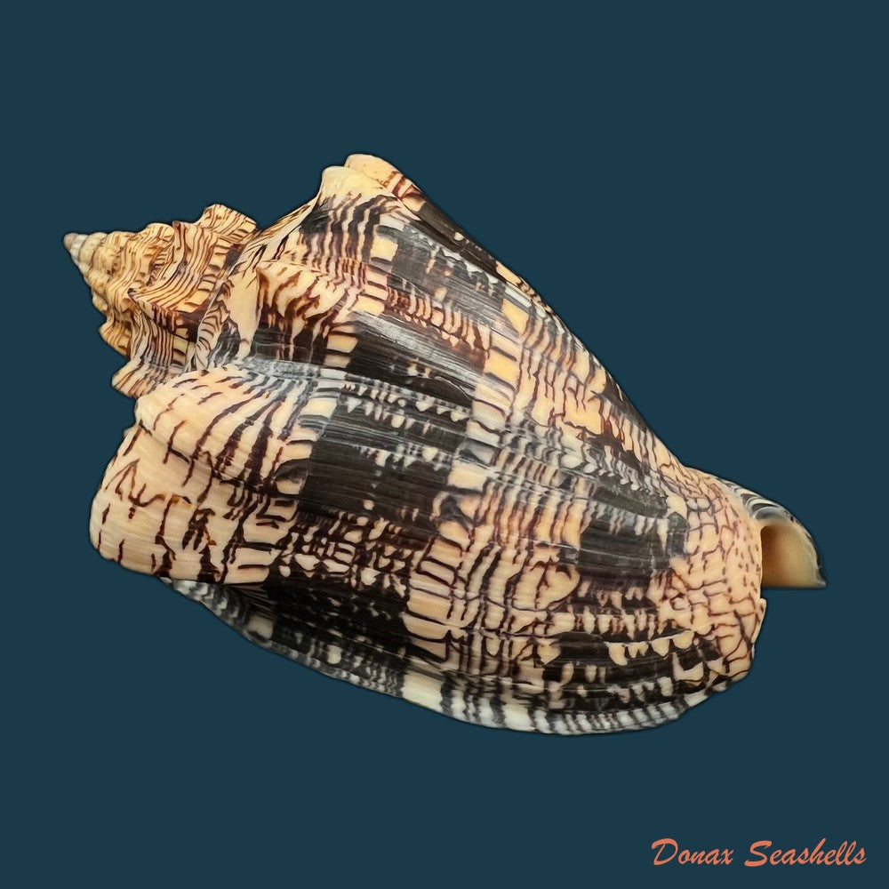 copia-de-voluta-ebraea-linnaeus-1758-214mm-1