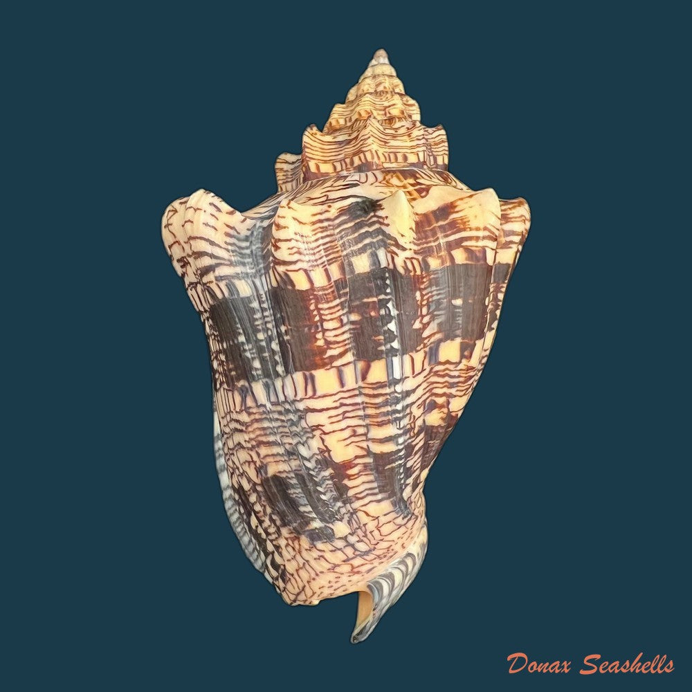 copia-de-voluta-ebraea-linnaeus-1758-214mm-1