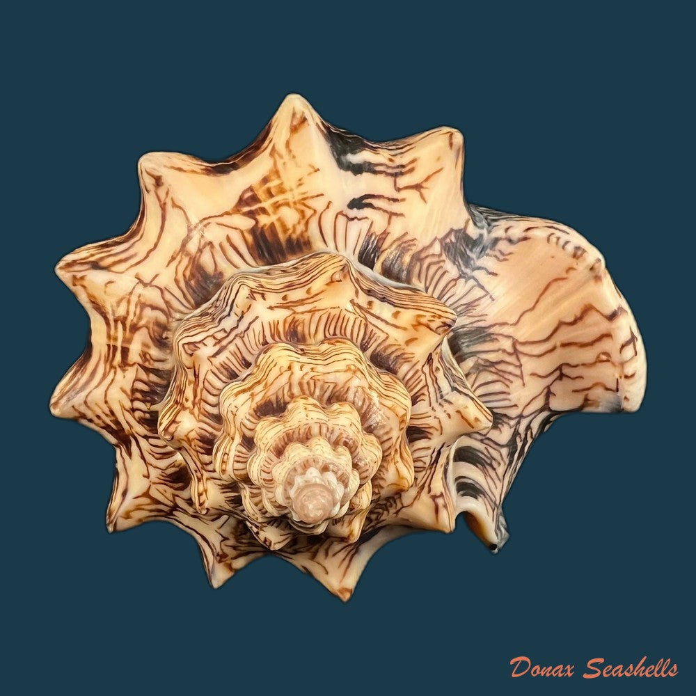 copia-de-voluta-ebraea-linnaeus-1758-214mm-1