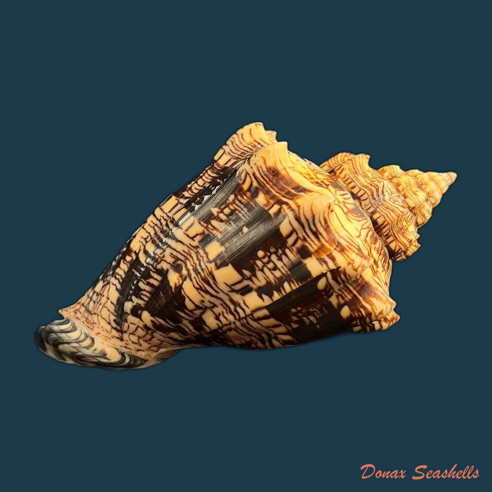 copia-de-voluta-ebraea-linnaeus-1758-214mm-1