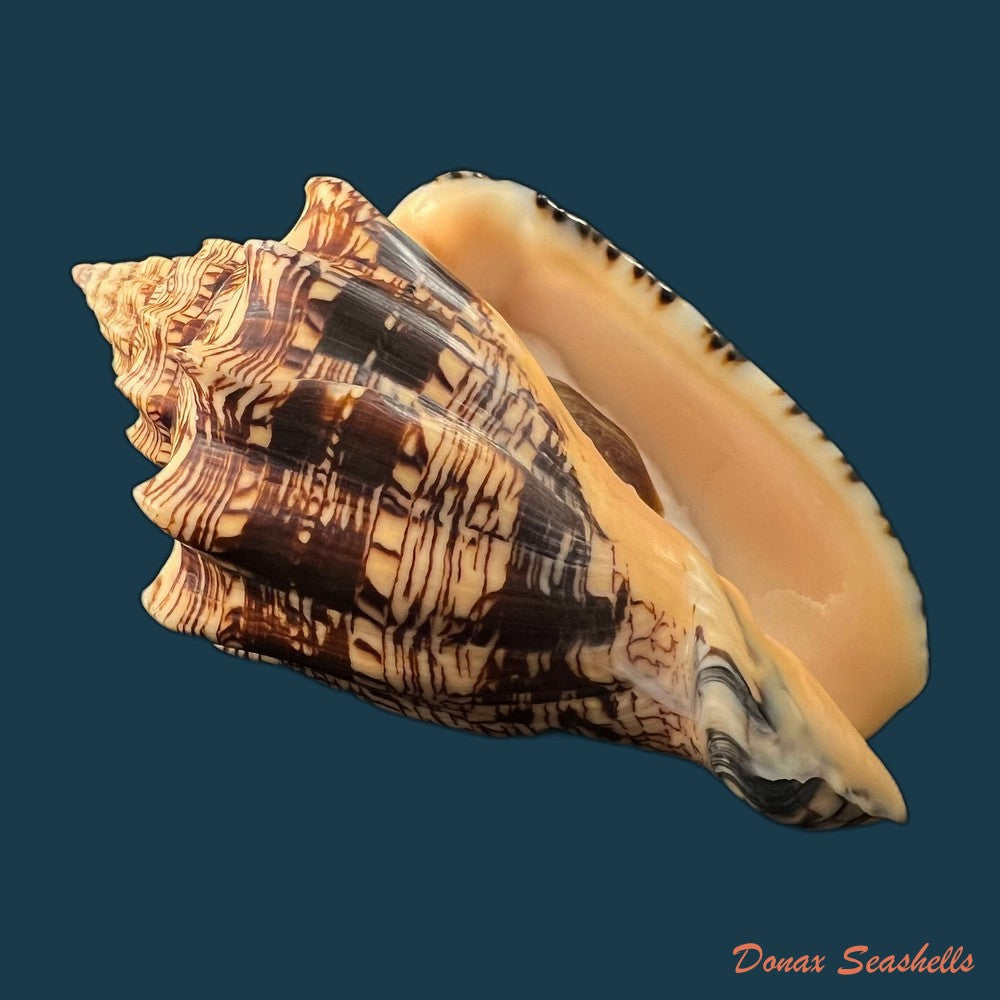 copia-de-voluta-ebraea-linnaeus-1758-214mm-1