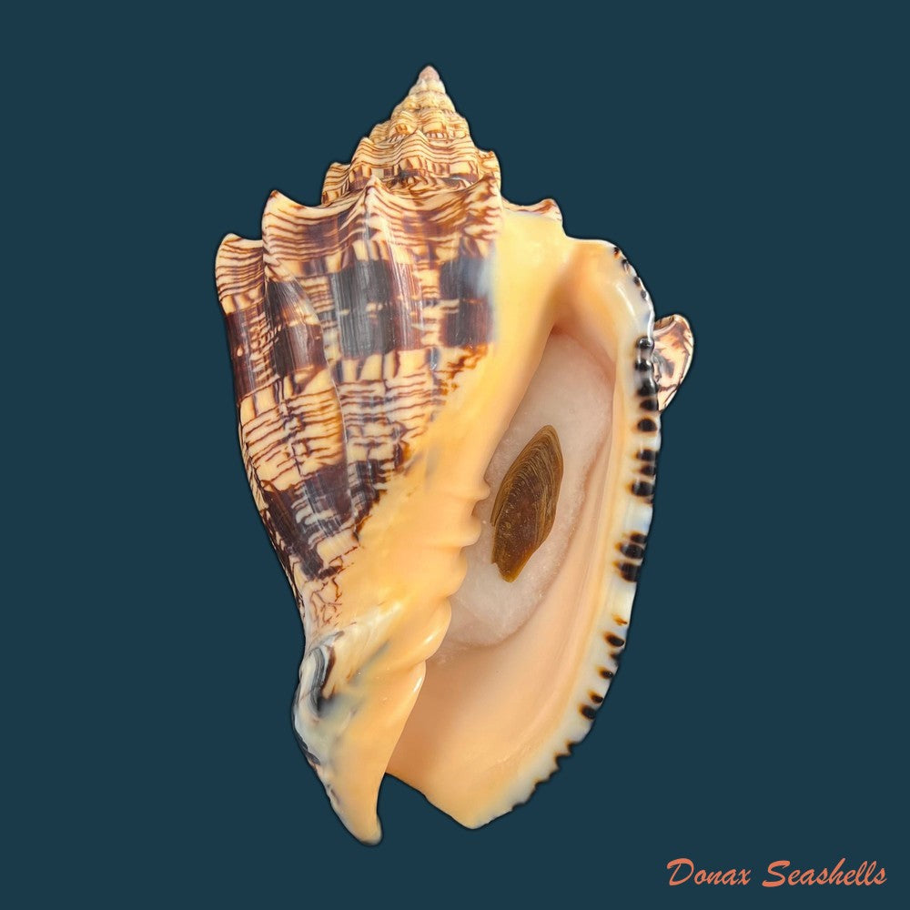 copia-de-voluta-ebraea-linnaeus-1758-214mm-1