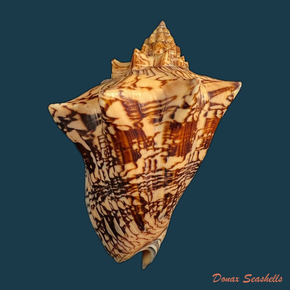 copia-de-voluta-ebraea-linnaeus-1758-214mm