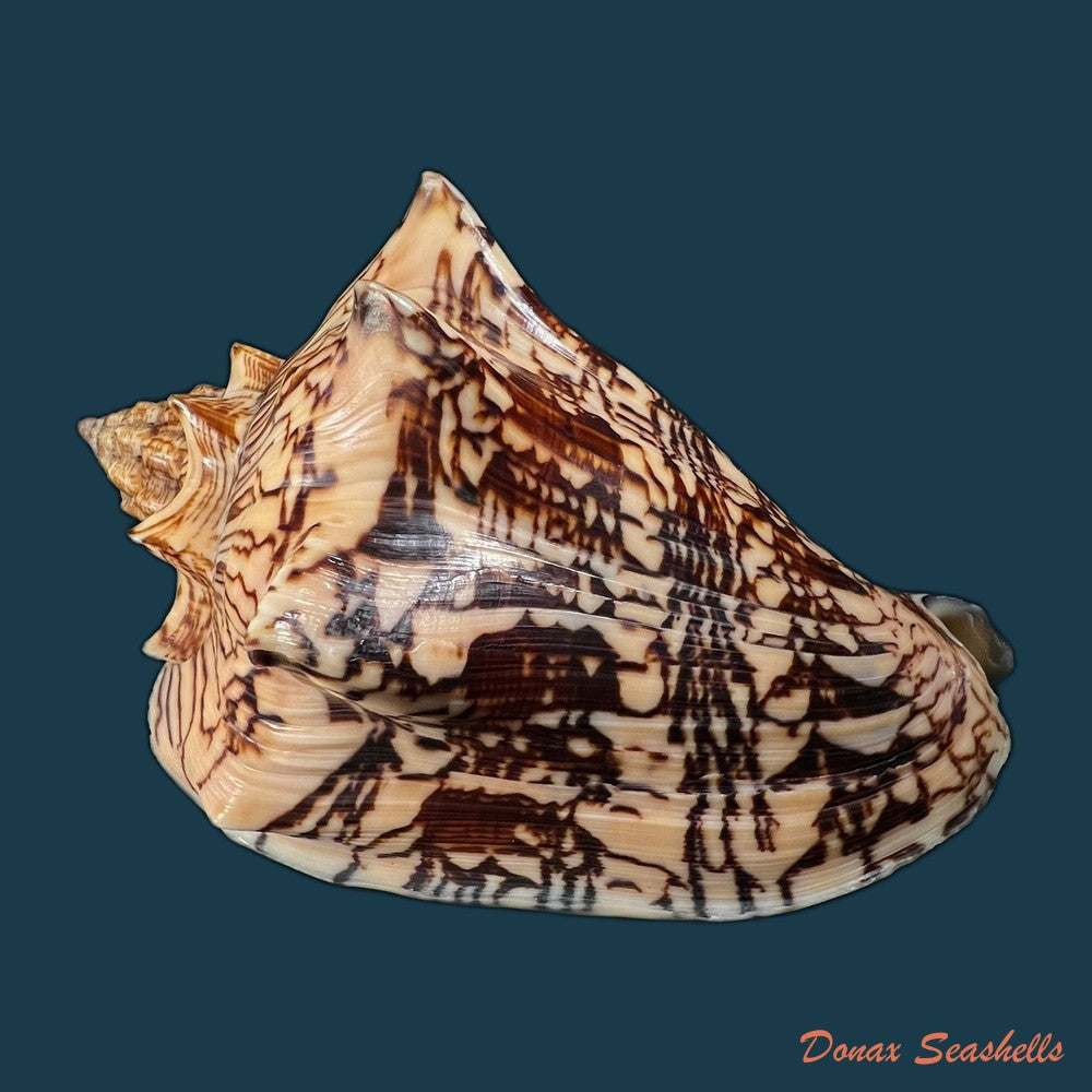 copia-de-voluta-ebraea-linnaeus-1758-214mm