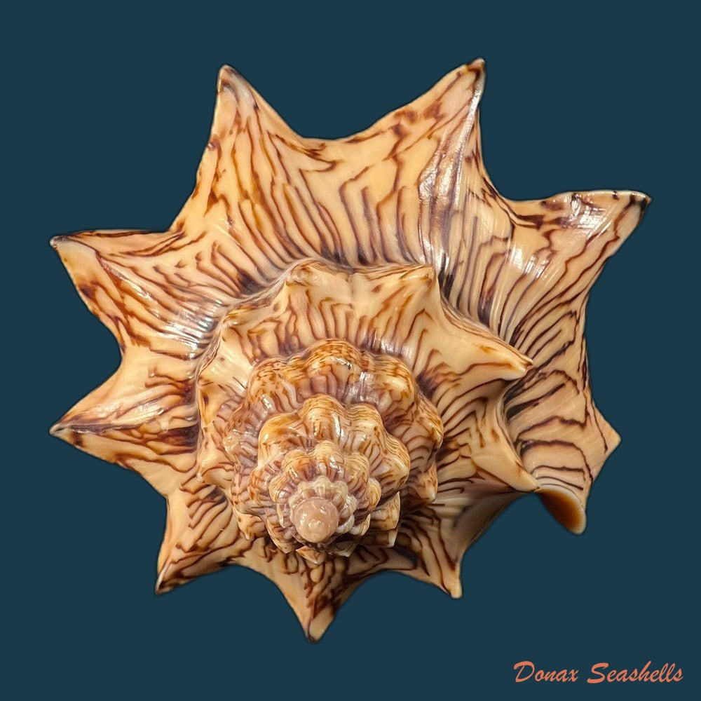 copia-de-voluta-ebraea-linnaeus-1758-214mm