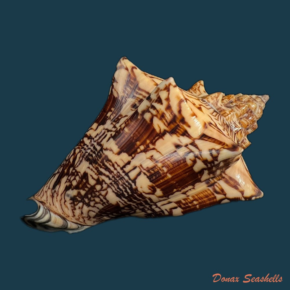 copia-de-voluta-ebraea-linnaeus-1758-214mm