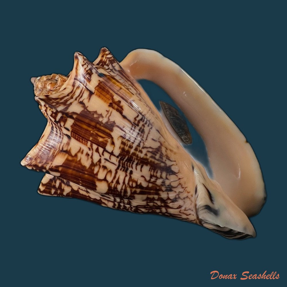 copia-de-voluta-ebraea-linnaeus-1758-214mm