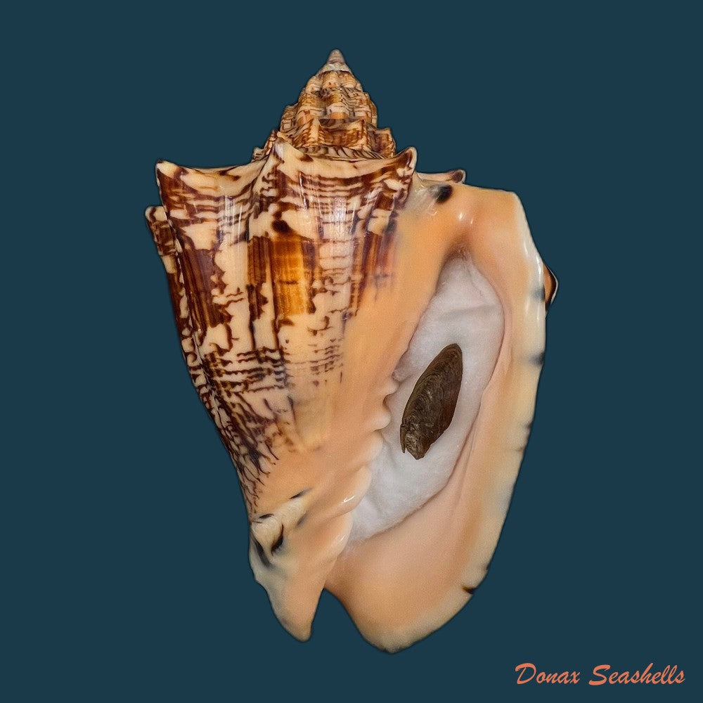 copia-de-voluta-ebraea-linnaeus-1758-214mm