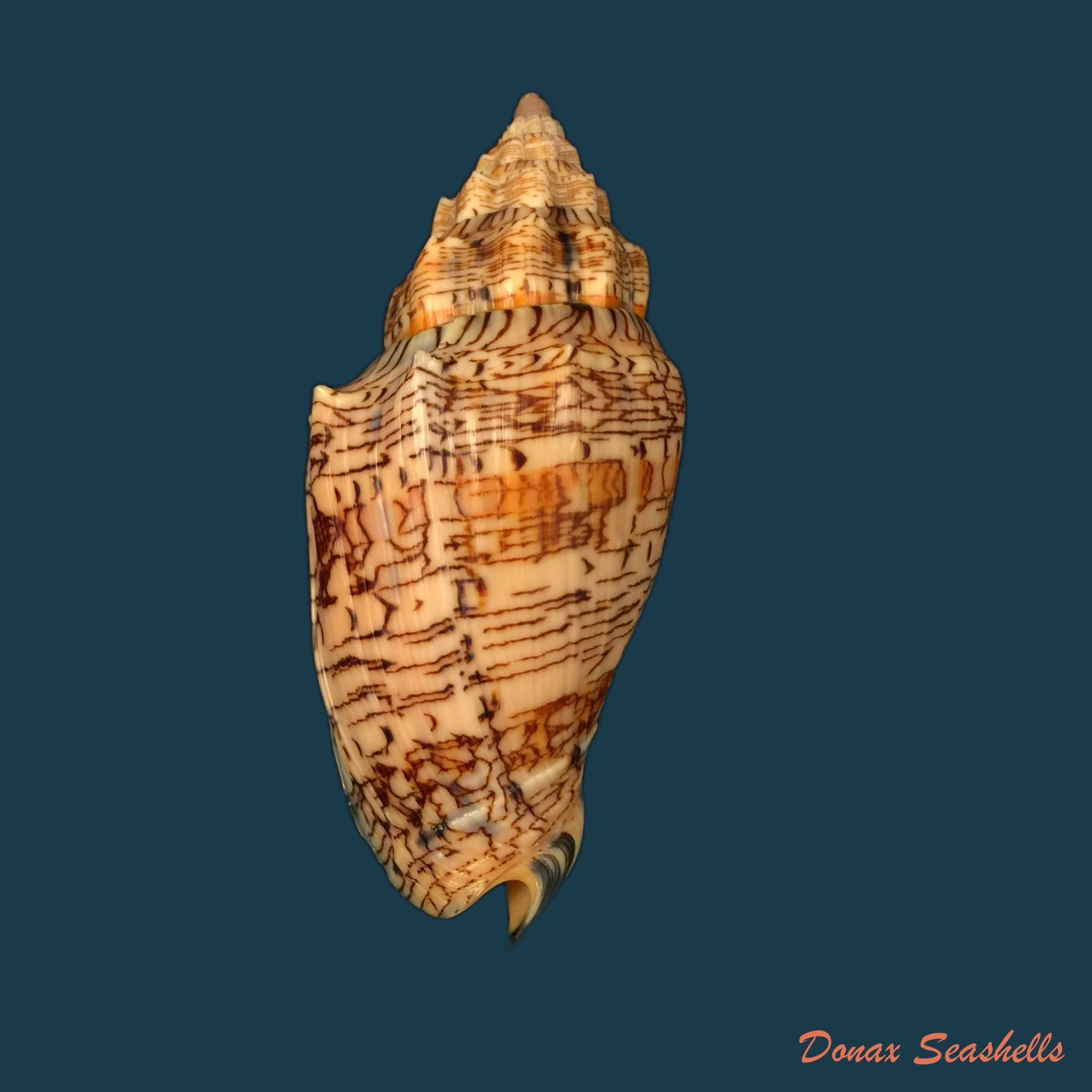 copia-de-voluta-ebraea-linnaeus-1758-94-9mm