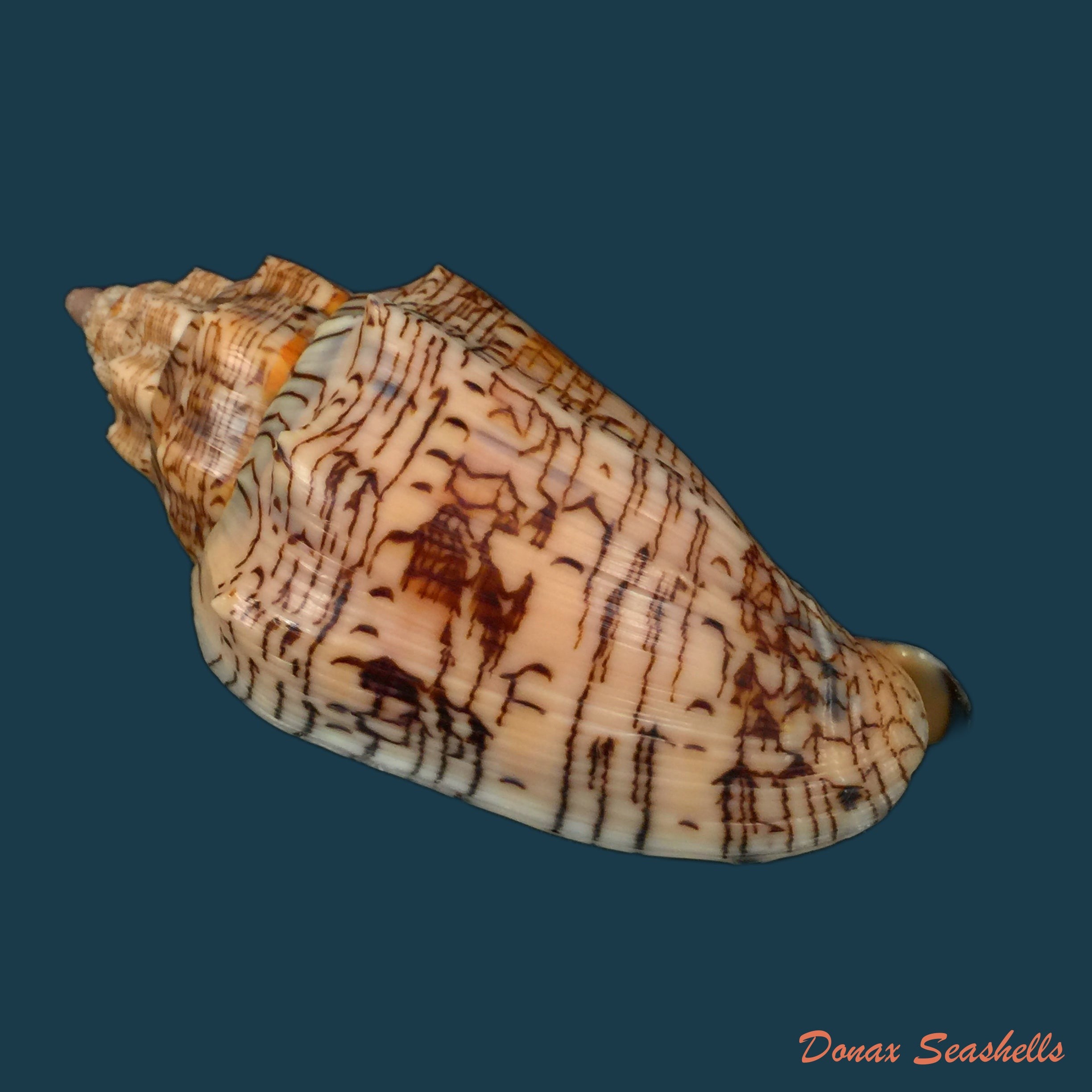 copia-de-voluta-ebraea-linnaeus-1758-94-9mm
