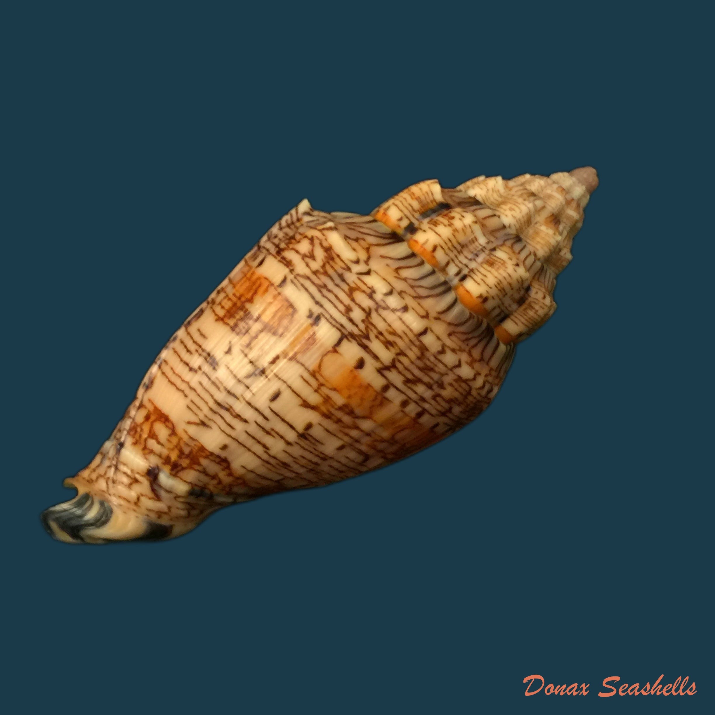 copia-de-voluta-ebraea-linnaeus-1758-94-9mm
